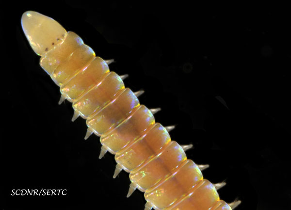 Proceraea fasciata (polychaete worm) from Charleston Harbor, South Carolina